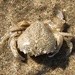 Pennant's Swimming Crab - Photo (c) Josué Amoroso, some rights reserved (CC BY-NC), uploaded by Josué Amoroso