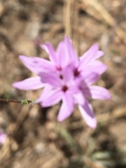 Lessingia leptoclada