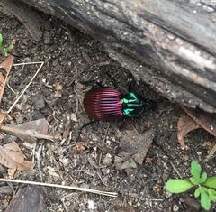 Brachygnathus festivus