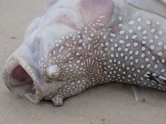 Astroscopus y-graecum