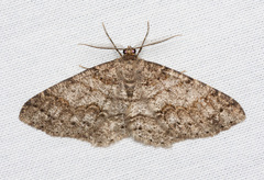 Melanolophia imitata