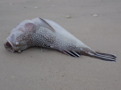 Astroscopus y-graecum