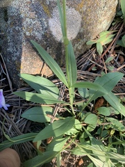 Penstemon inflatus