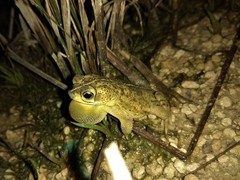 Rhinella mirandaribeiroi