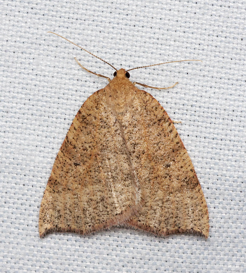 Drepanulatrix falcataria