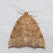 Drepanulatrix falcataria - Photo (c) Jim Johnson, some rights reserved (CC BY-NC-ND), uploaded by Jim Johnson
