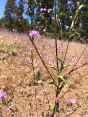 Lessingia leptoclada