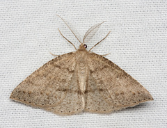 Drepanulatrix secundaria