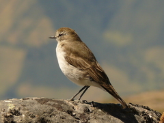 Muscisaxicola alpinus