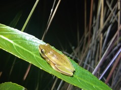 Dendropsophus rubicundulus