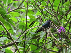 Chrysuronia oenone