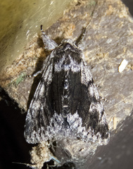 Pleromelloida conserta