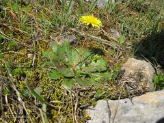 Taraxacum obovatum
