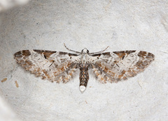 Eupithecia nevadata