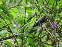 Chrysuronia oenone