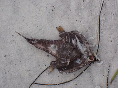 Ogcocephalus