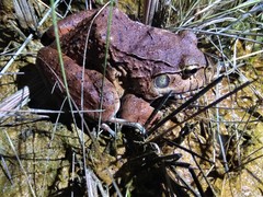 Leptodactylus labyrinthicus