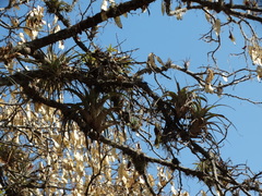 Tillandsia makoyana