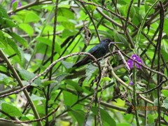 Chrysuronia oenone