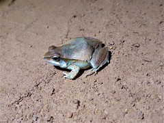 Physalaemus centralis