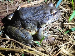 Leptodactylus labyrinthicus