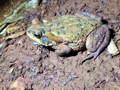 Rhinella rubescens