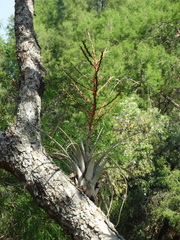 Tillandsia makoyana