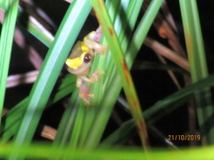Dendropsophus leucophyllatus