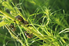 Leptinotarsa lineolata