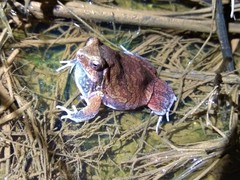 Physalaemus nattereri