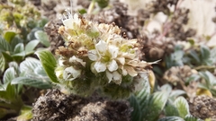 Phacelia argentea