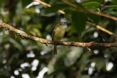 Myiopagis gaimardii