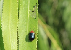 Plagiodera arizonae