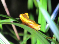 Dendropsophus leucophyllatus