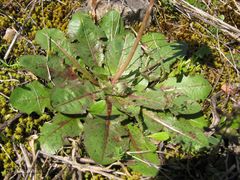 Taraxacum obovatum