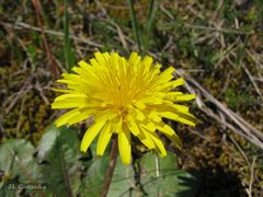 Taraxacum obovatum