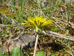 Taraxacum obovatum
