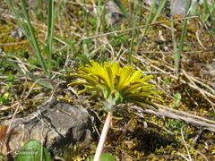 Taraxacum obovatum