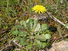 Taraxacum obovatum