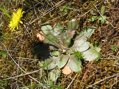 Taraxacum obovatum