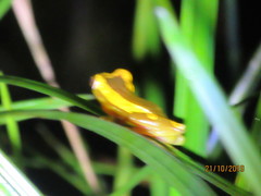 Dendropsophus leucophyllatus