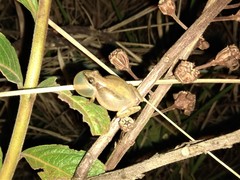 Scinax fuscomarginatus