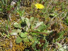 Taraxacum obovatum