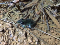 Leptodactylus furnarius