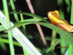 Dendropsophus leucophyllatus