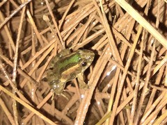 Pseudopaludicola mystacalis