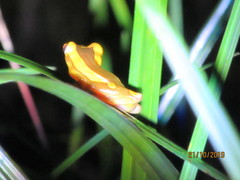 Dendropsophus leucophyllatus
