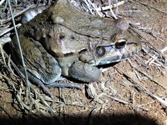 Leptodactylus labyrinthicus