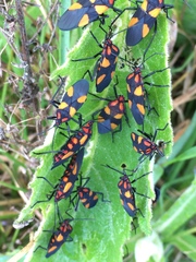 Oncopeltus varicolor