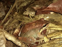 Leptodactylus mystaceus